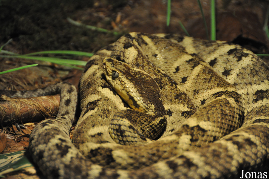 Bothrocophias colombianus