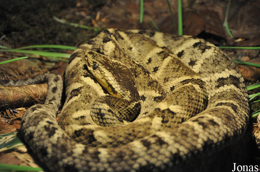 Bothrocophias colombianus