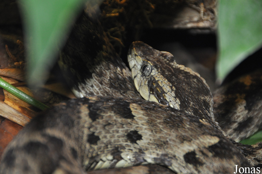 Bothrocophias colombianus