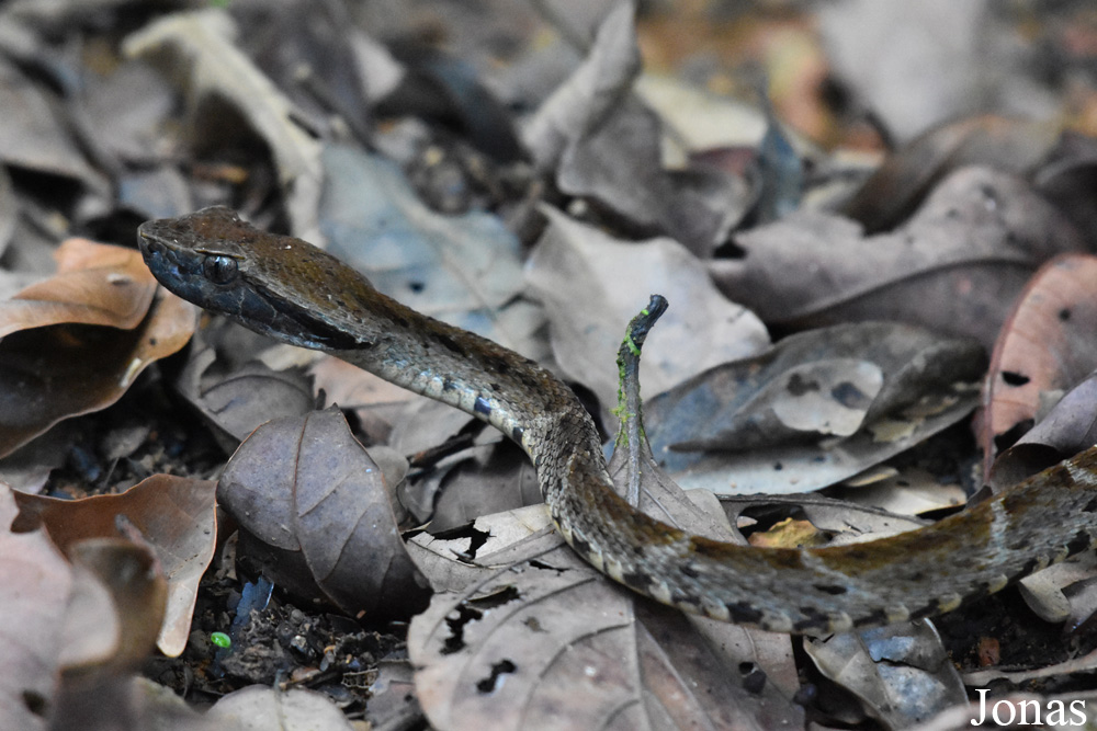 Bothrops atrox / Amazone Nature Lodge
