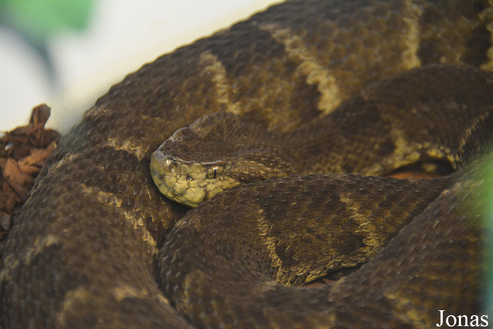 Bothrops jararaca