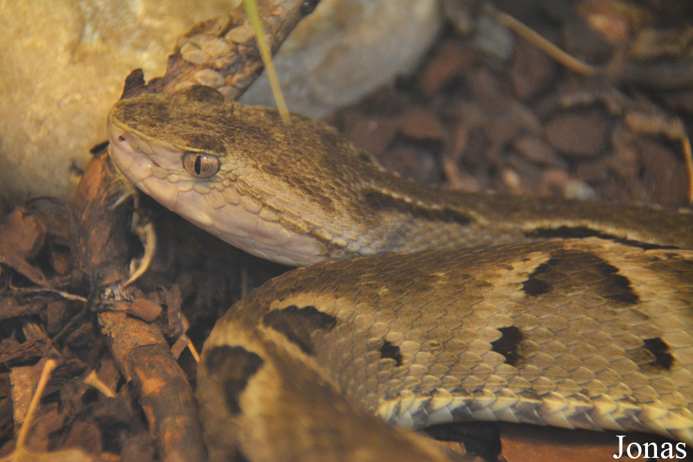 Bothrops moojeni