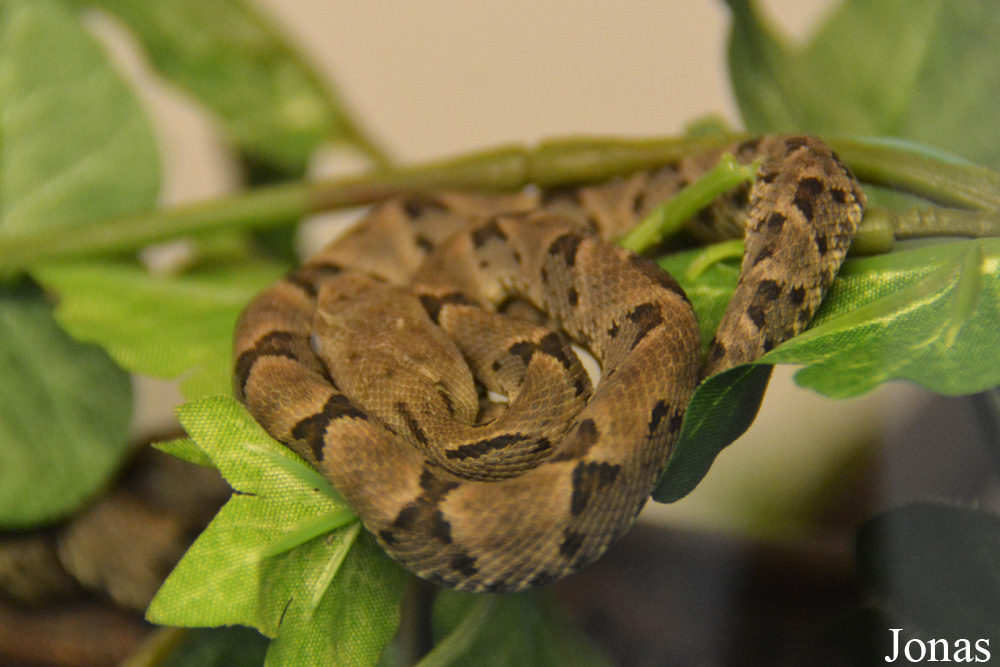 Bothrops moojeni