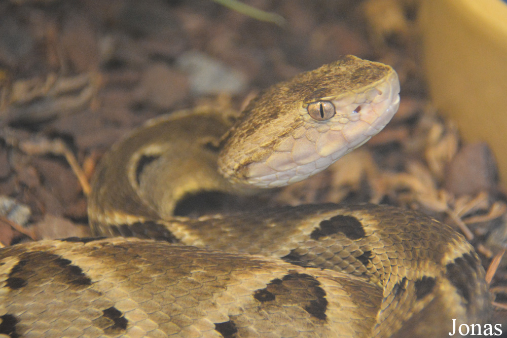 Bothrops moojeni