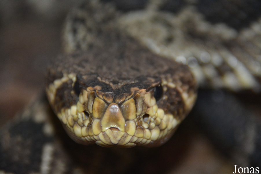 Crotalus adamanteus