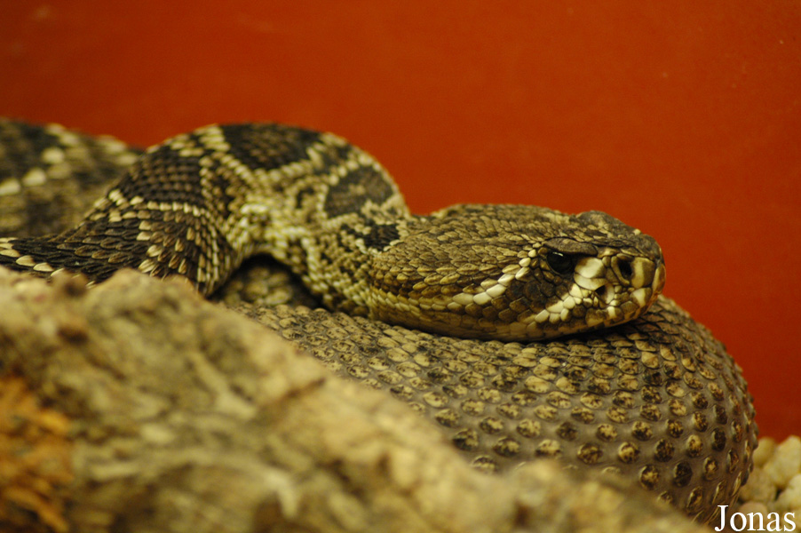 Crotalus adamanteus