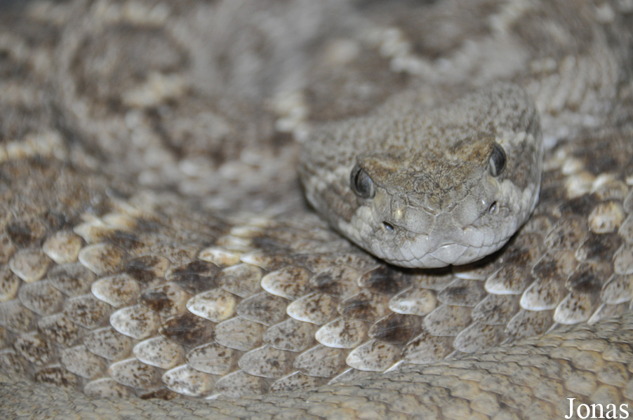 Crotalus atrox