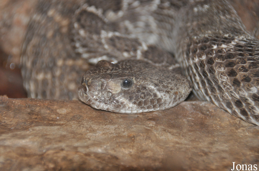 Crotalus atrox