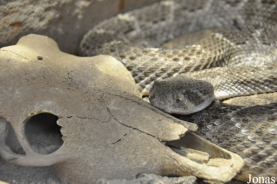 Crotalus atrox