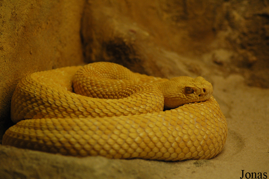 Crotalus atrox