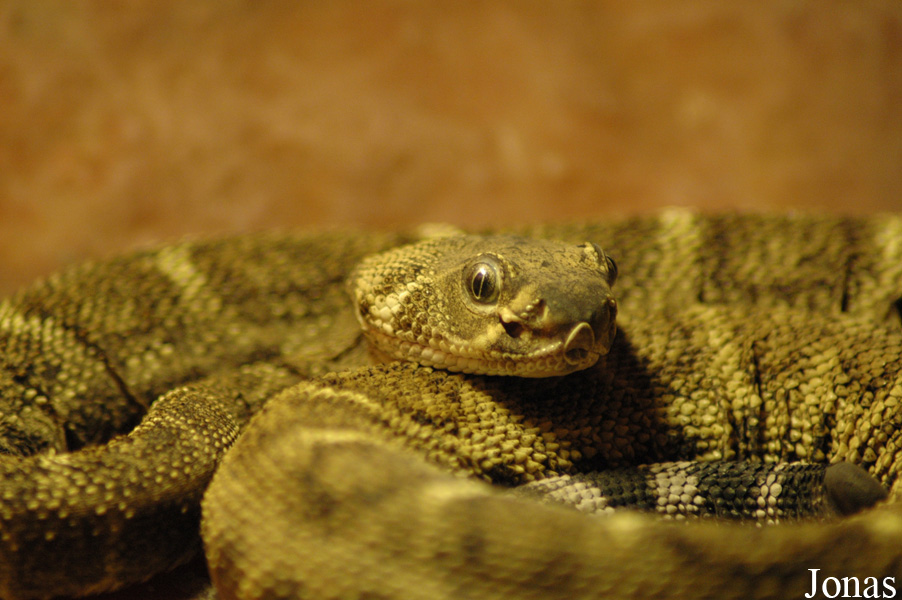 Crotalus atrox