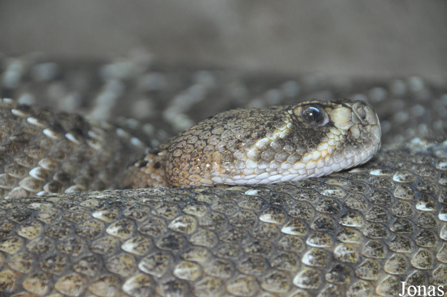 Crotalus atrox