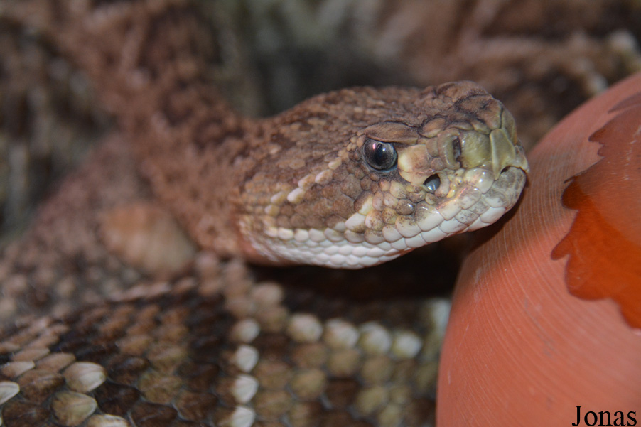 Crotalus basiliscus