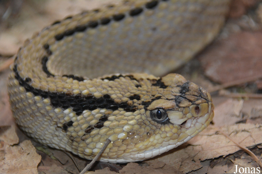 Crotalus culminatus
