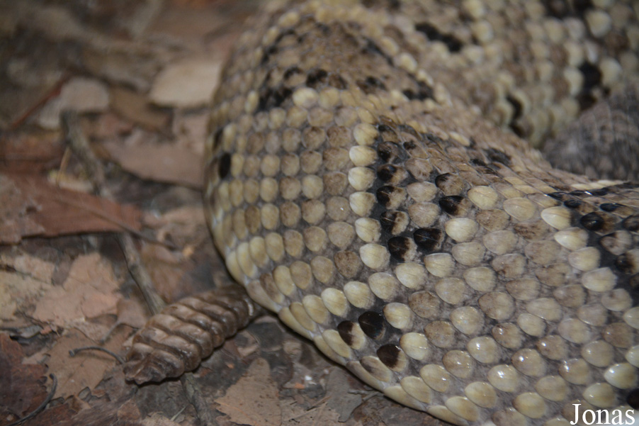 Crotalus culminatus