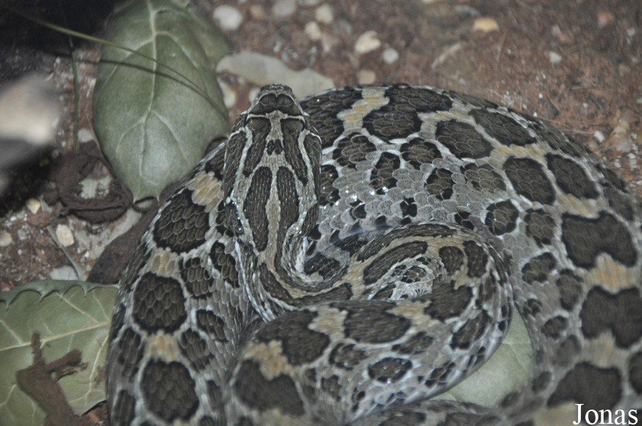 Crotalus polystictus