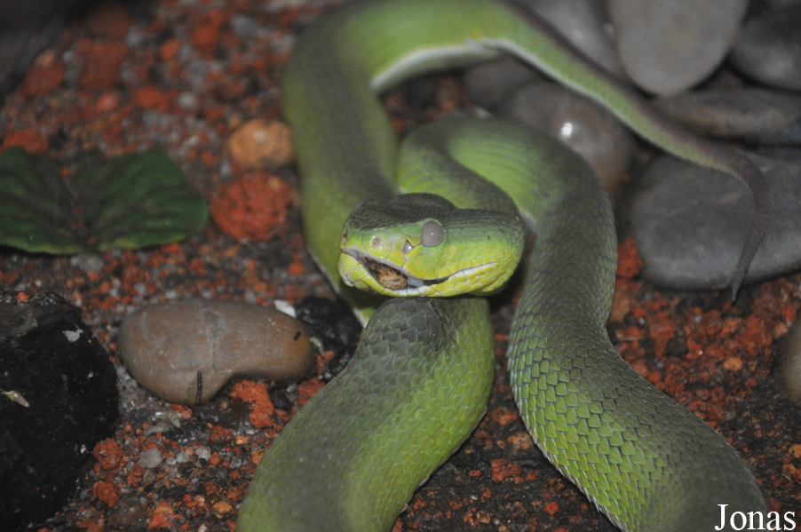 Cryptelytrops albolabris