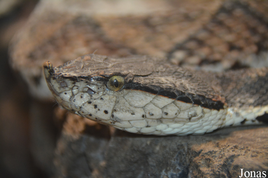 Deinagkistrodon acutus