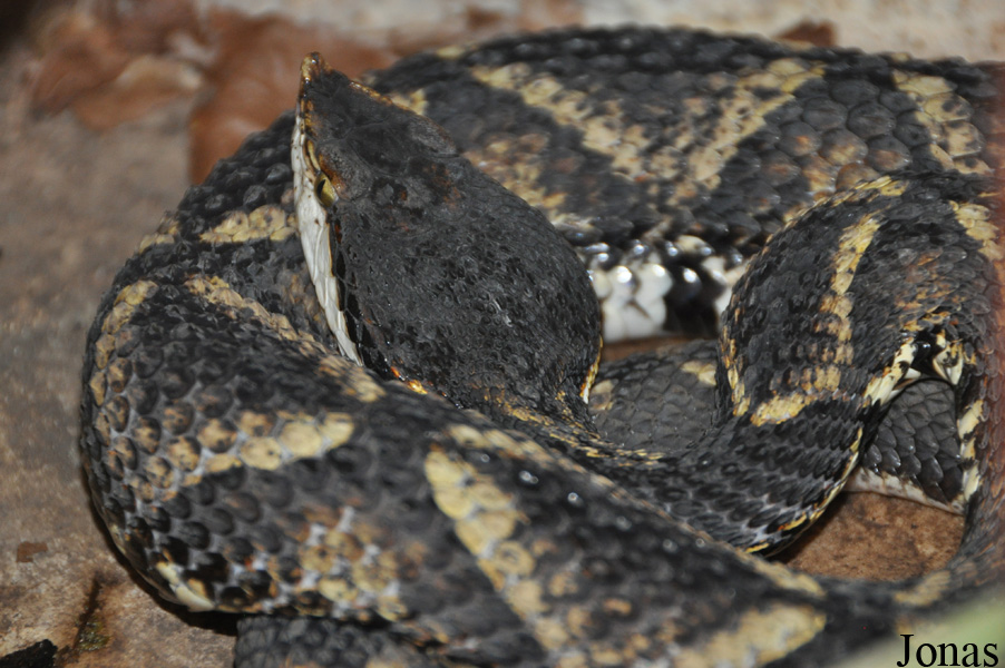 Deinagkistrodon acutus