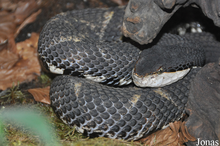 Deinagkistrodon acutus