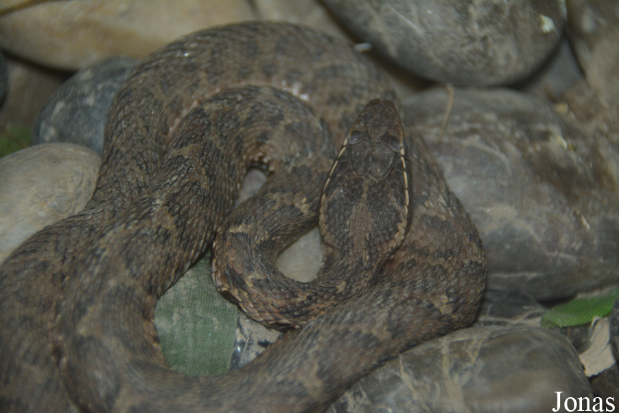 Gloydius brevicaudus