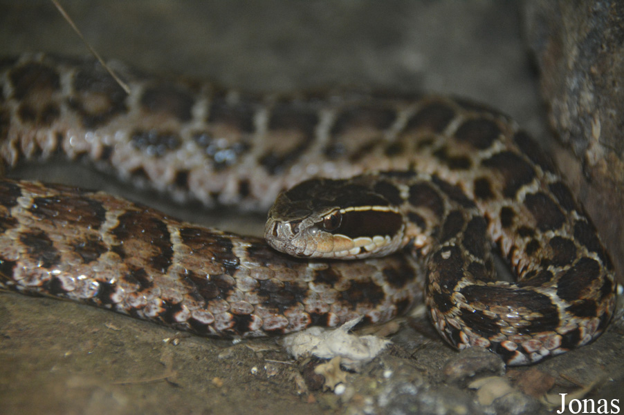 Gloydius brevicaudus