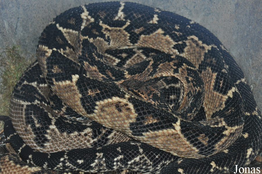 Lachesis muta