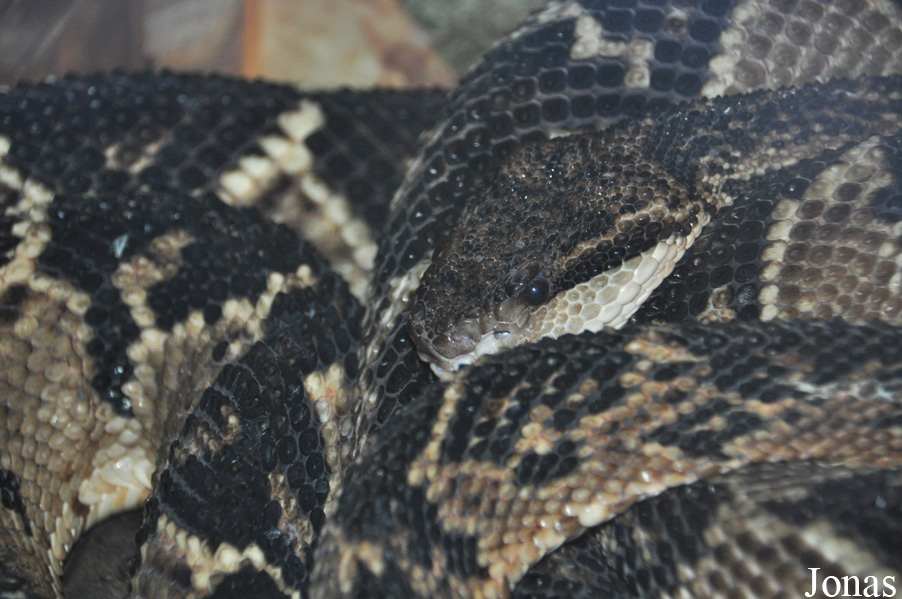 Lachesis muta