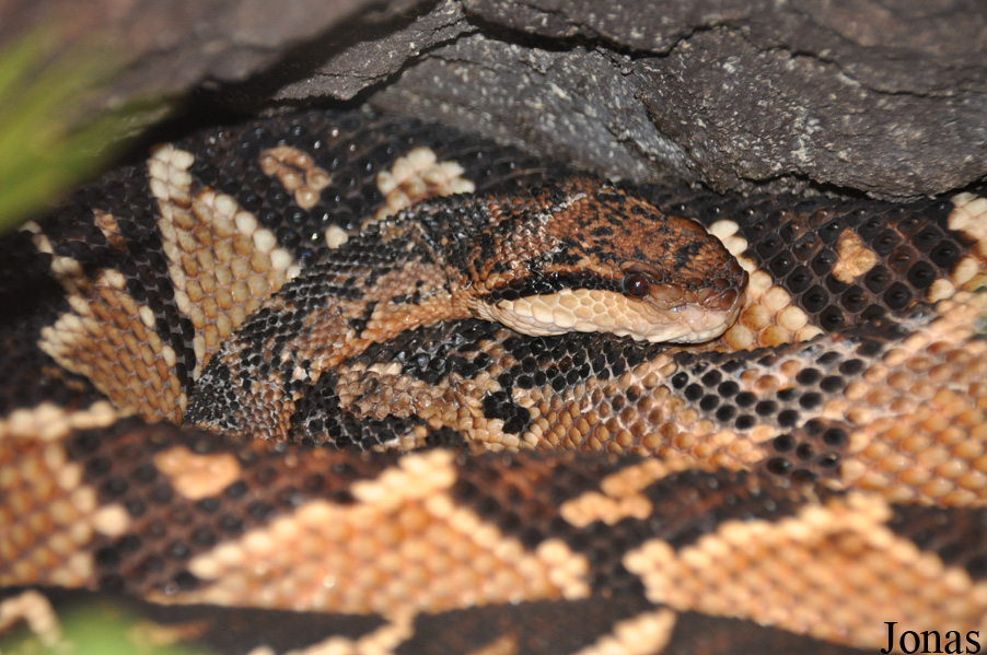 Lachesis muta