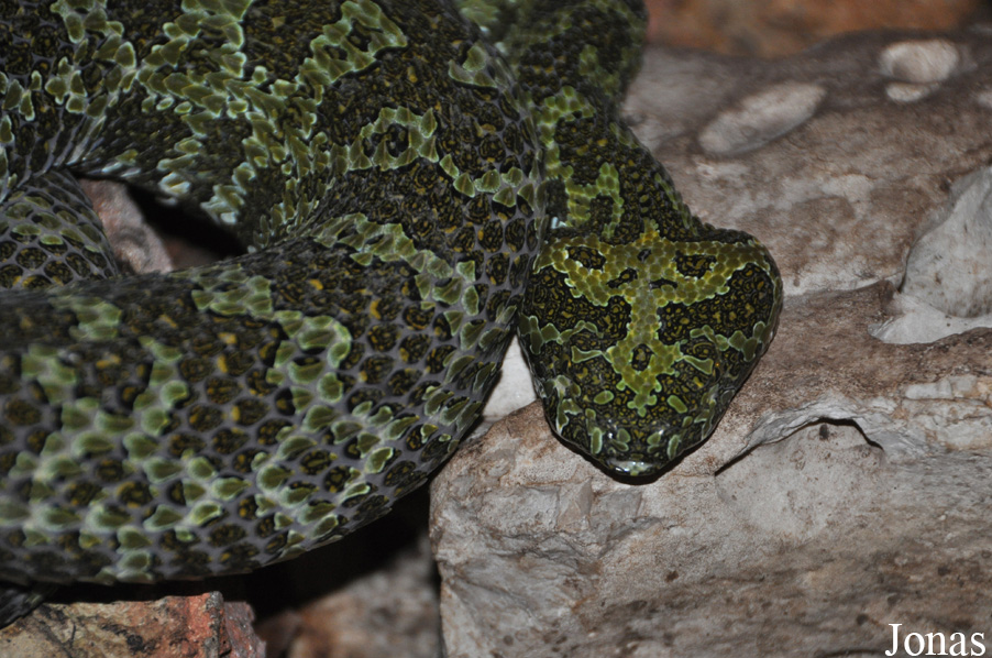 Protobothrops mangshanensis
