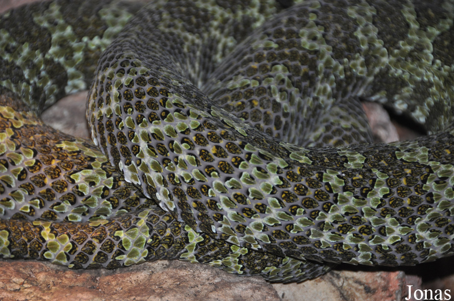Protobothrops mangshanensis