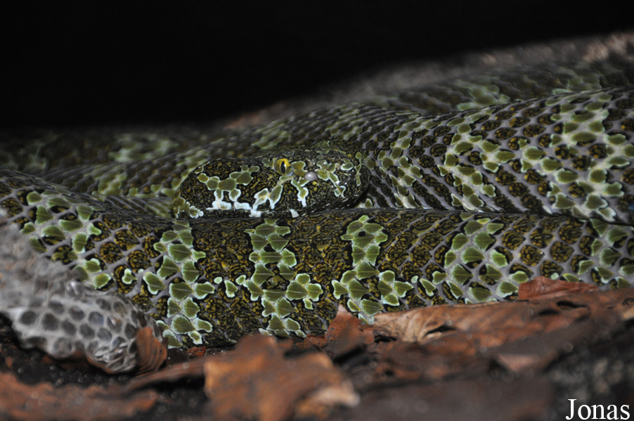 Protobothrops mangshanensis