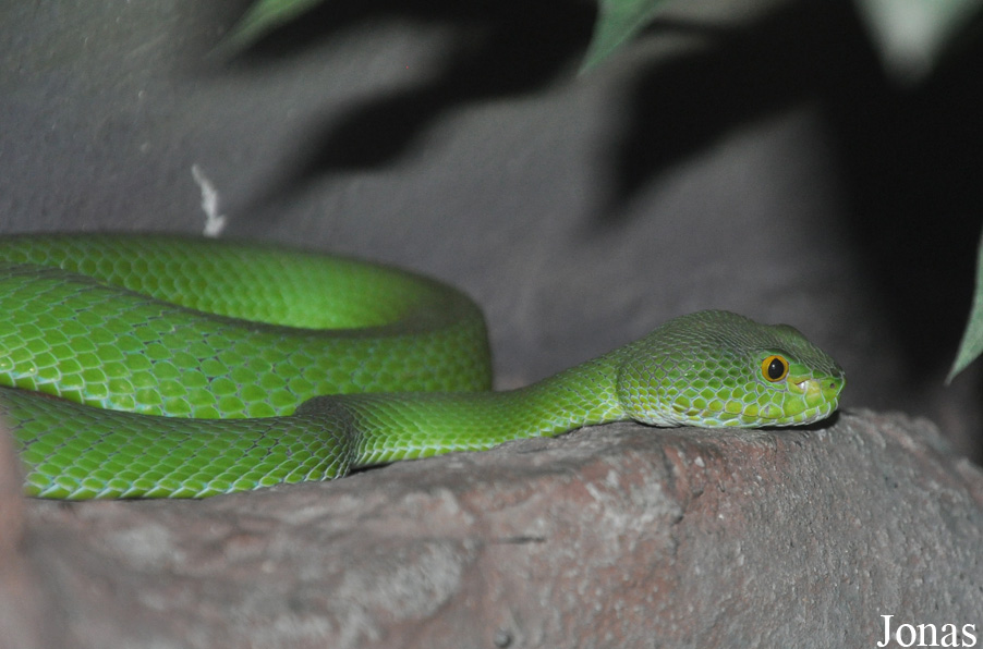 Trimeresurus macrops