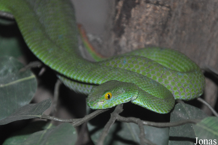 Trimeresurus macrops