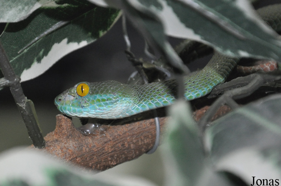 Trimeresurus macrops