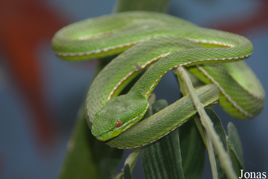 Trimeresurus medoensis