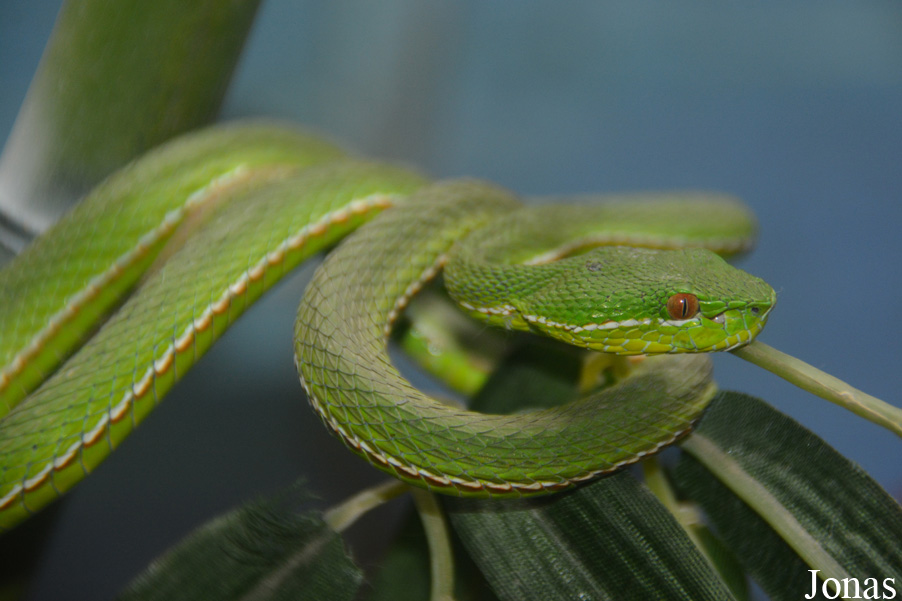 Trimeresurus medoensis