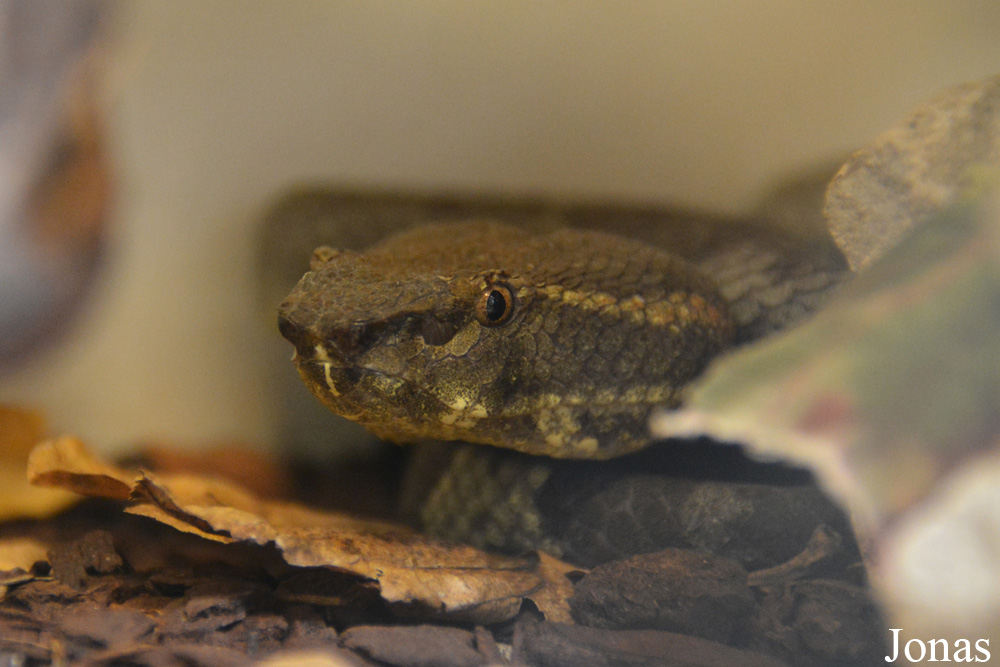 Trimeresurus puniceus