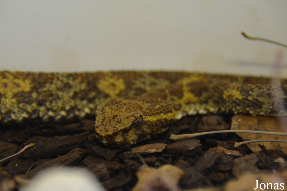 Trimeresurus puniceus