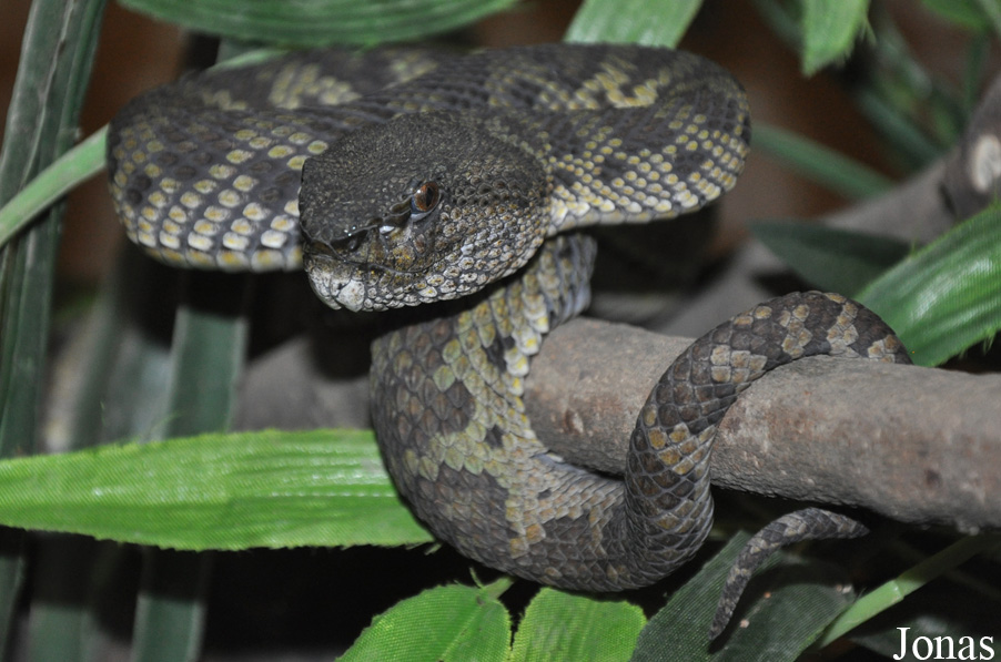 Trimeresurus purpureomaculatus