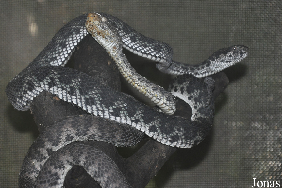 Trimeresurus purpureomaculatus