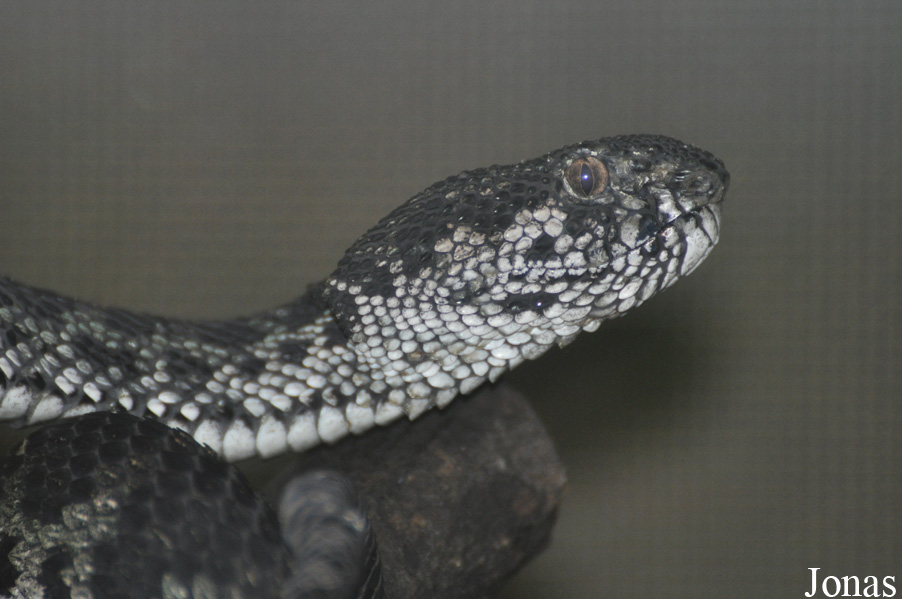 Trimeresurus purpureomaculatus