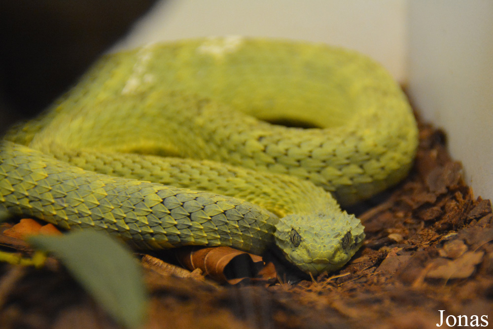 Trimeresurus stejnegeri
