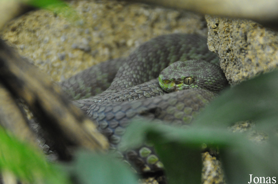 Trimeresurus venustus