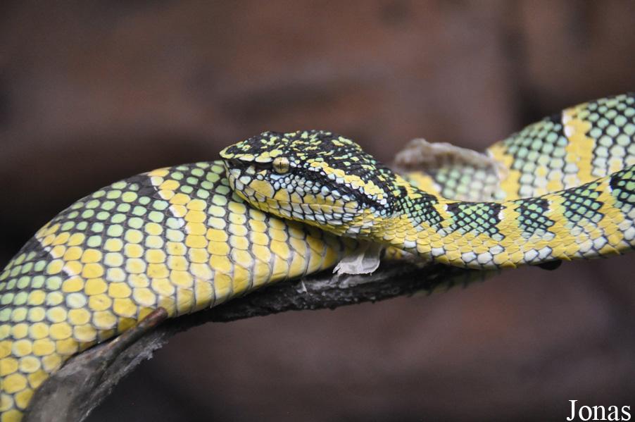 Tropidolaemus wagleri