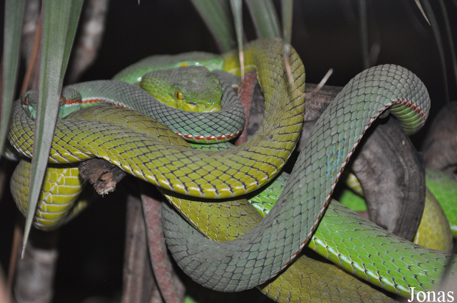 Viridovipera gumprechti