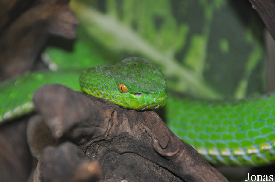Viridovipera vogeli