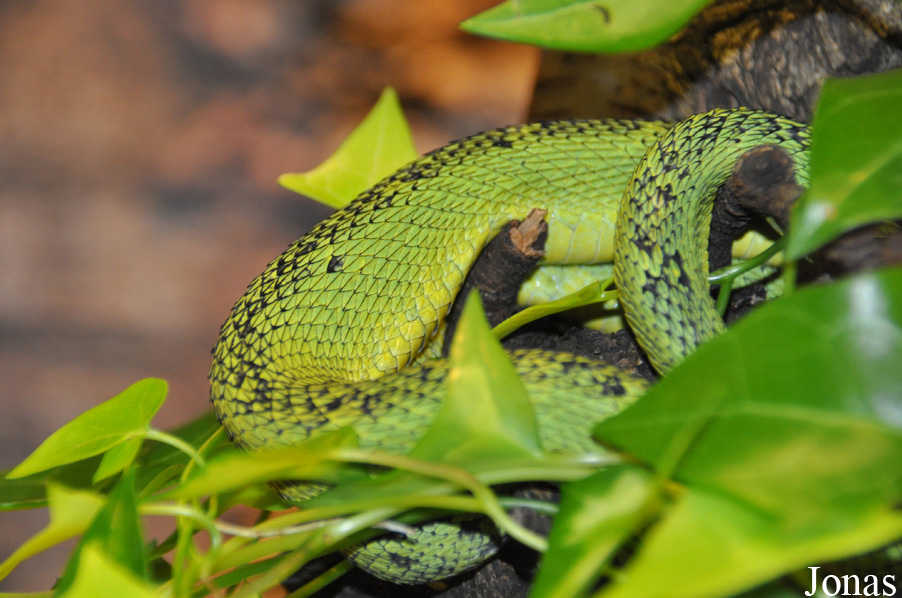Atheris nitschei