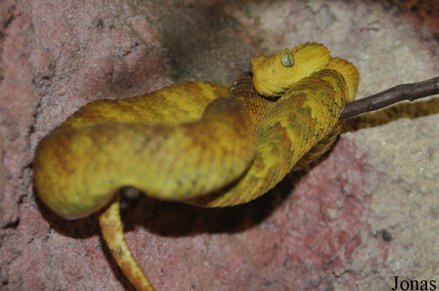 Atheris squamigera