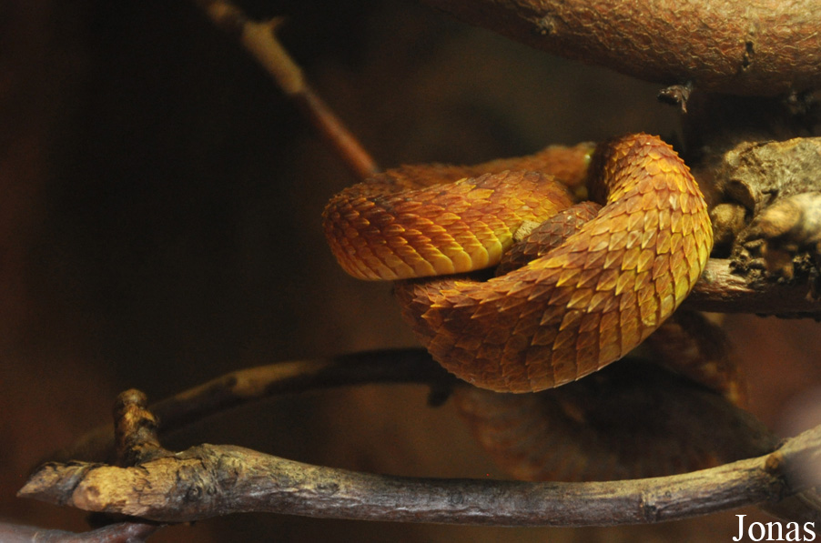 Atheris squamigera